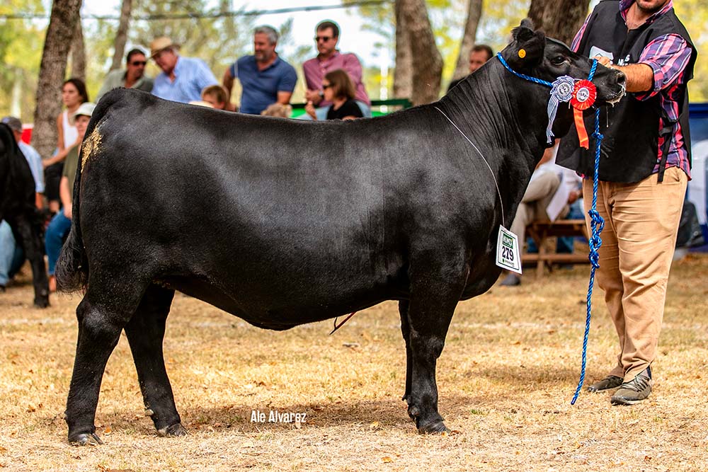 RP 342 su hija. Campeona Junior durazno 2023