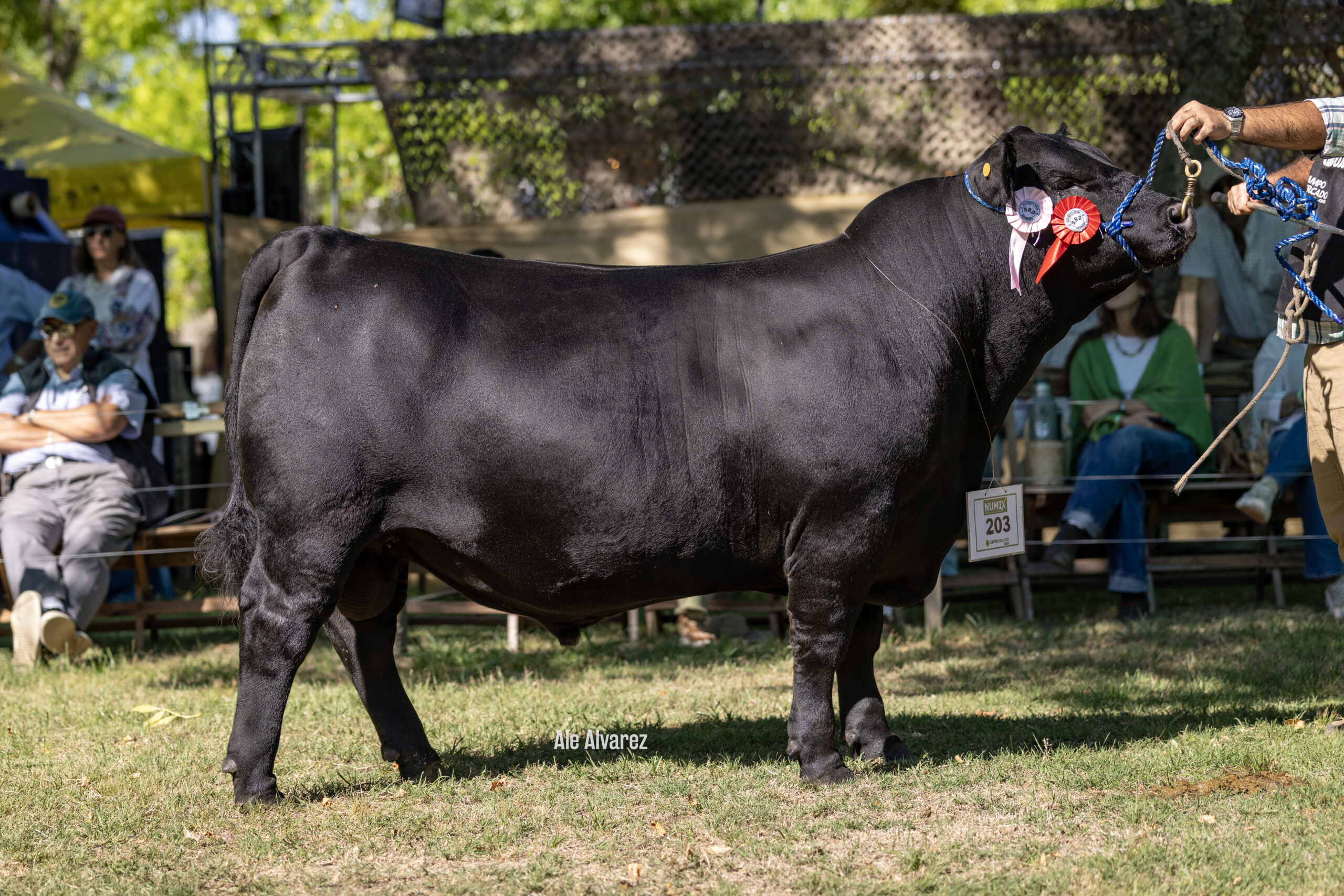 RP 643 su hijo. Reservado Campeón Junior Durazno 2026