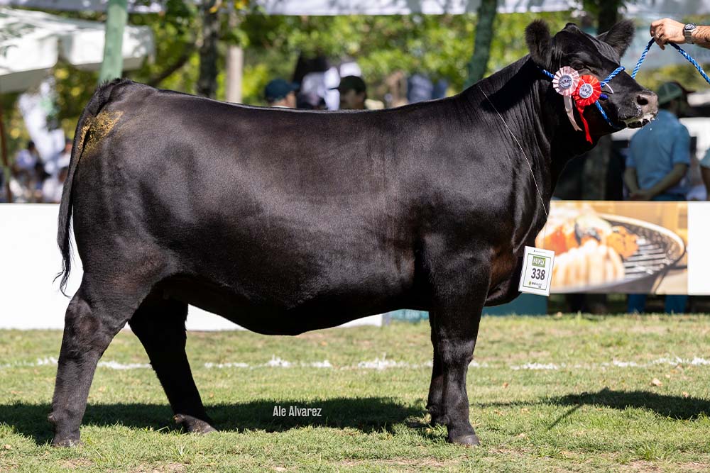 608, su hija, Res Campeona Junior Durazno 2026