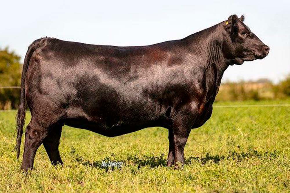 RP 204 su madre. Precio máximo Gala Angus 2022.