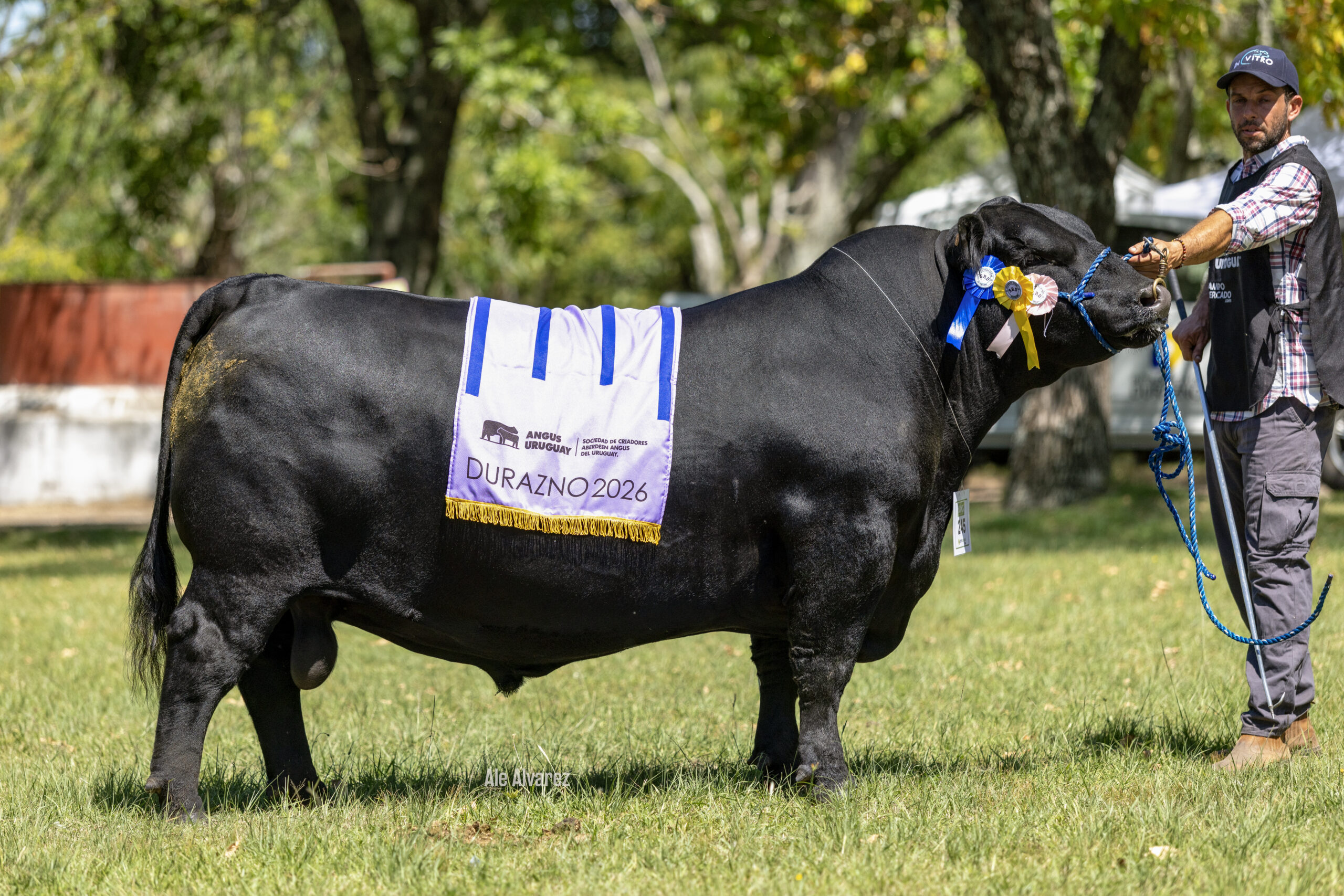 Francisco, su hijo. GC Florida 2025 y Tercer Mejor Macho Durazno 2026