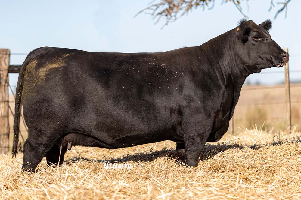 Turbina, Gran Campeona Hembra Prado 25