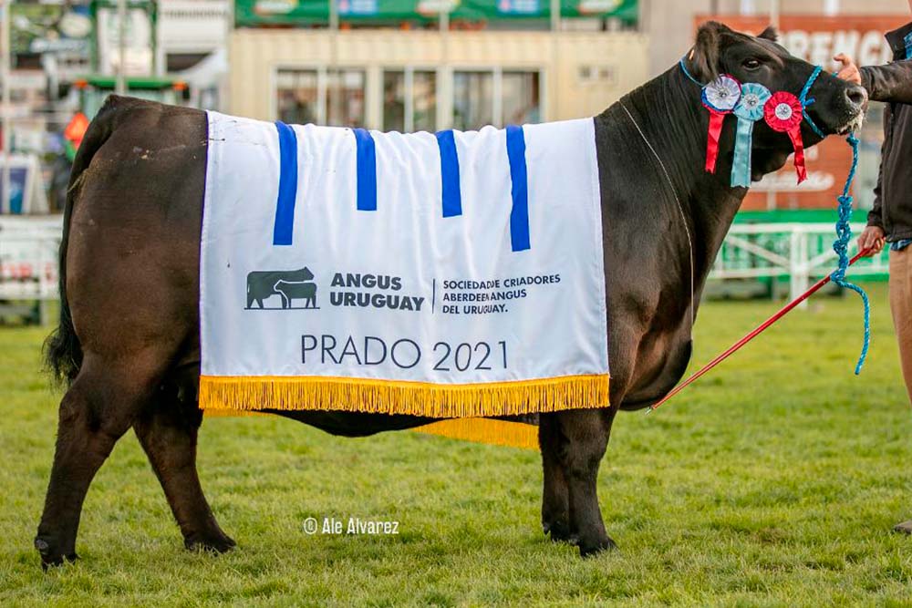 RP 147, su hermana. Gran Campeona Prado 2021